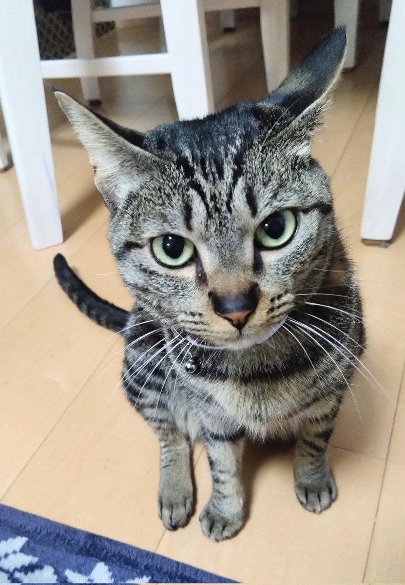 sunset__87's tweet photo. #THANKSPETSDAY
#ペット達に感謝する日 https://t.co/dsR4cz3nQm