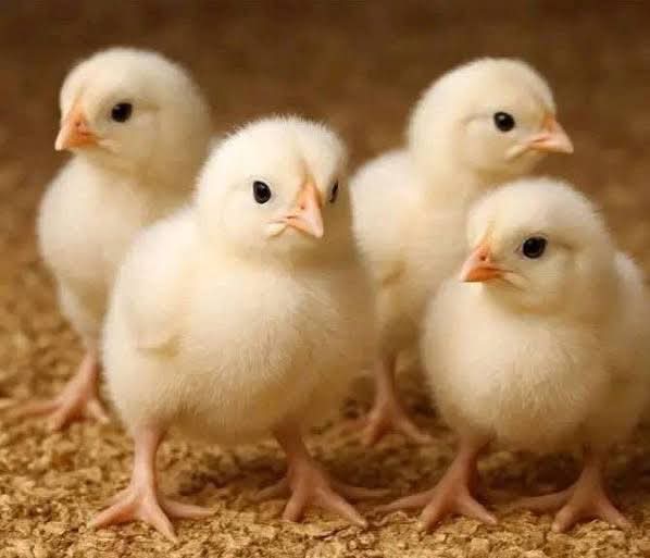RabiaSheik54942's tweet image. #broiler #farming becomes more #predictable and far more rewarding. A good start sets the pace for the entire #production cycle, and nothing defines that start better than the weight of the chick on day one.
