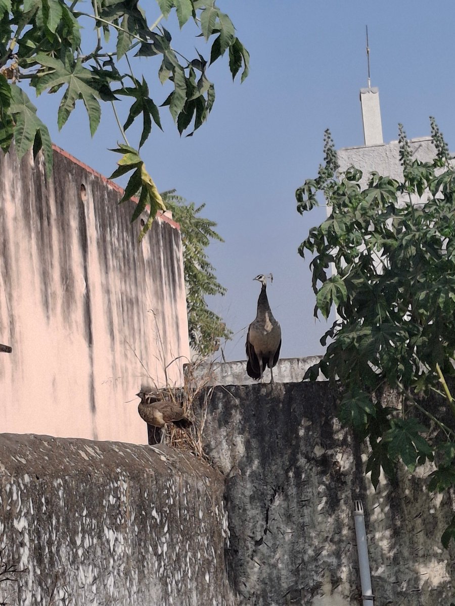 नोरे में मोरनी और उसके बच्चे