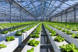 AHassnu84506's tweet image. 🥬🌱 Invest in the Future of Clean Food!
A high-tech greenhouse farm producing premium vegetables &amp;amp; fruits with zero chemicals.
Sustainable. Profitable. Scalable.
🌿 Secure your stake in tomorrow’s agriculture!

sidrastart.com/project/0c3f05…

#GreenInvestment #AgriTech #CleanFarming