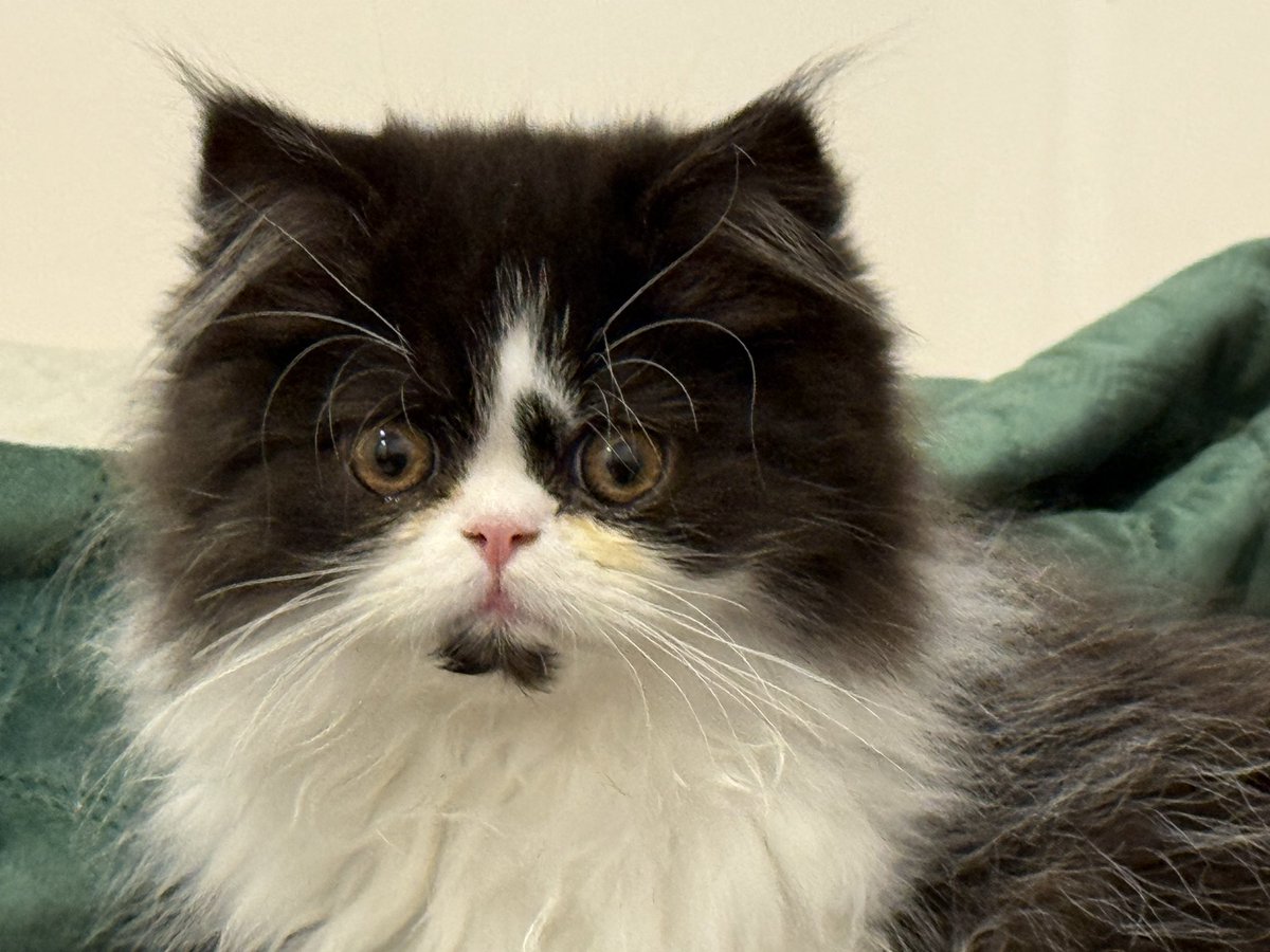 food is going missing in the house 
⬇️