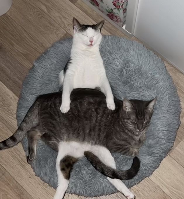 No Cats No Life tweet media