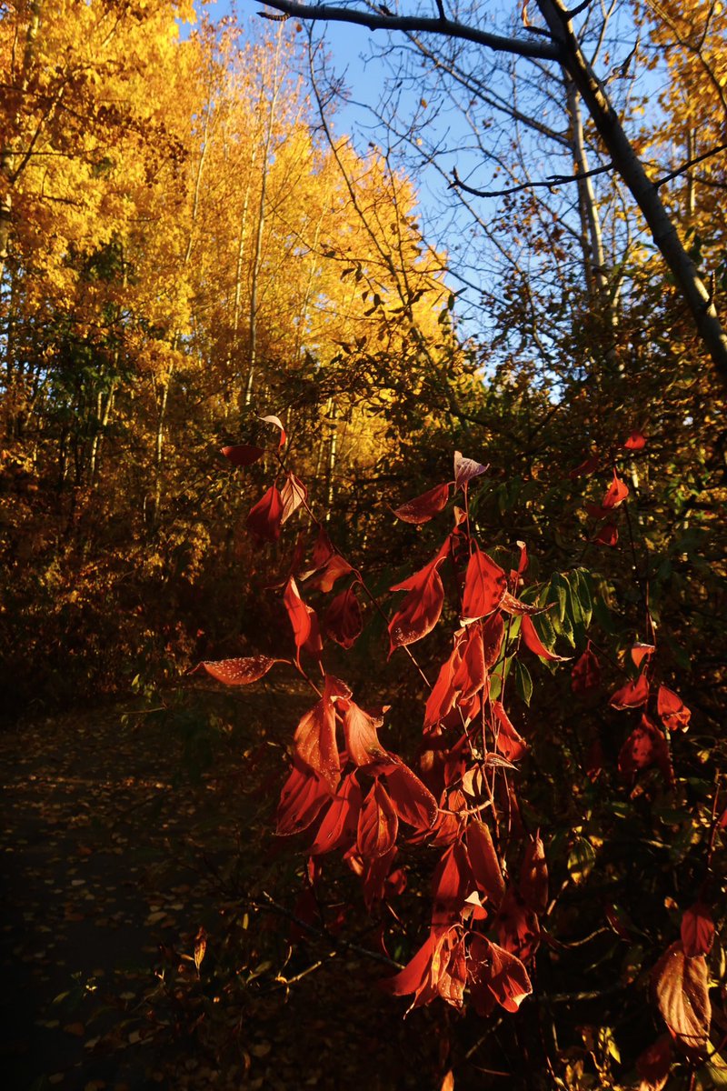 FlatlanderHank's tweet image. What a burst of colour! 
This was from an exceedingly beautiful morning walk around Cranna Lake, October 13th

#ExploreAB