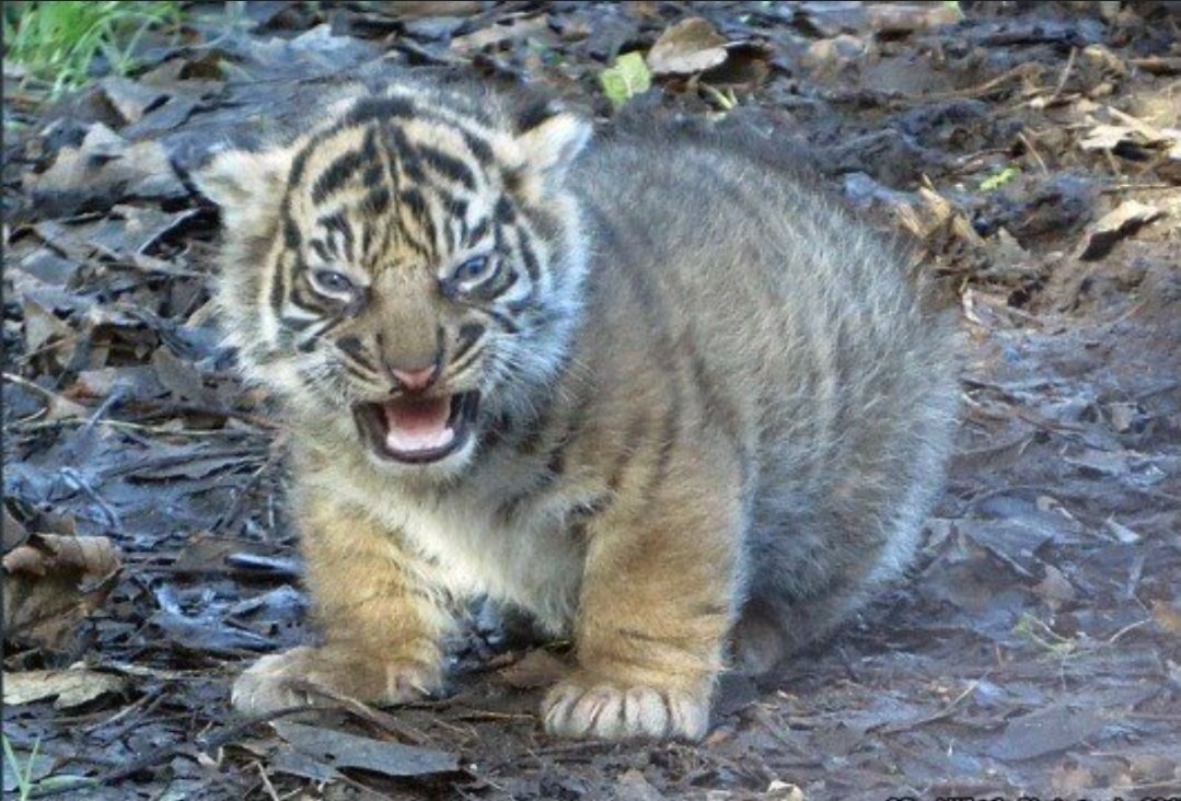 jaebong001's tweet image. 의외로 산에서 마주치면 안되는 생물