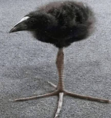 ThunderFennec's tweet image. DAMNNN!!!!!!!!!!!!!!!!!!!!!