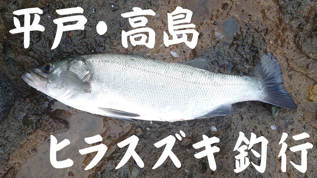 GenkainadaA's tweet photo. 今シーズン初のヒラスズキ釣行にいってまいりました。２本獲って大満足です。５時間かけていった甲斐がありました。でも、肝心なところは撮れていません。 
https://t.co/WxkqOjxr0C https://t.co/X4PK9QMCg8