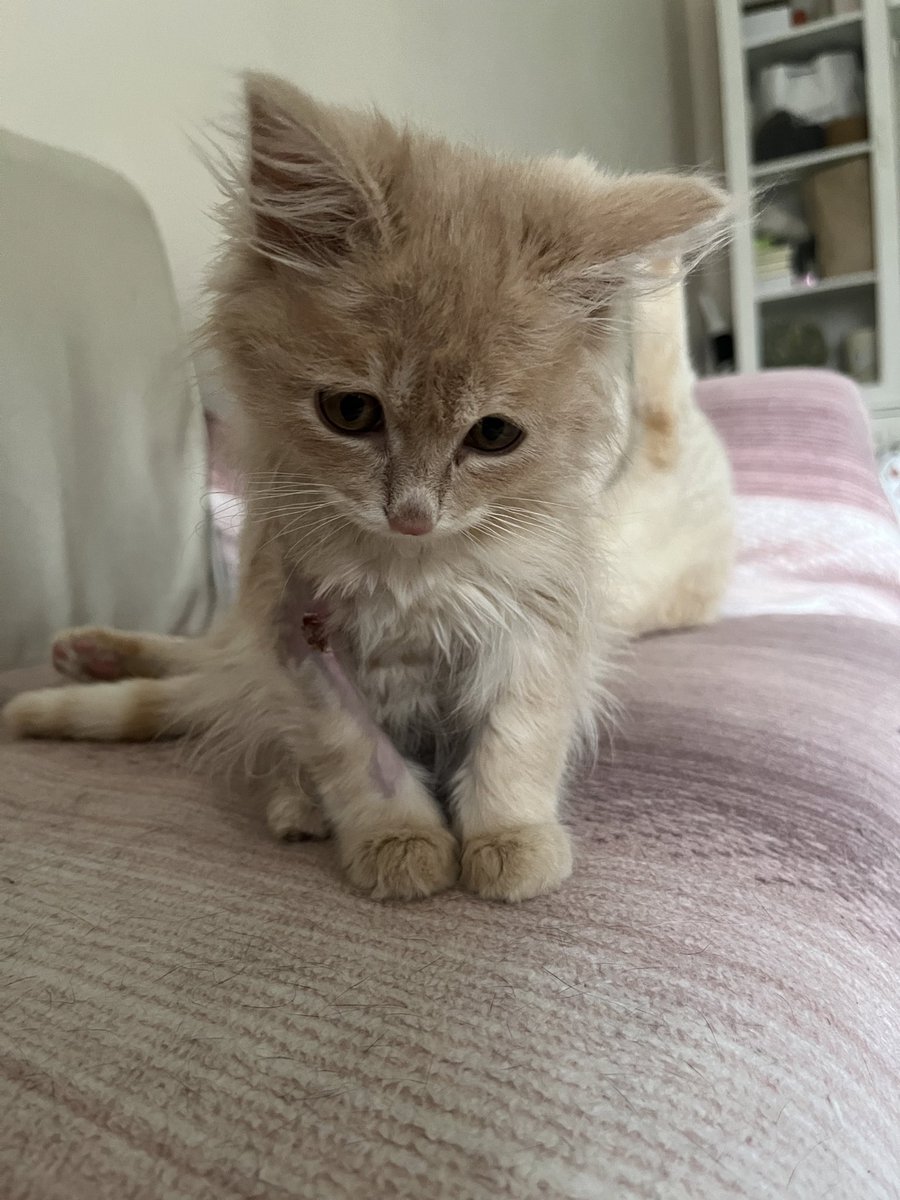 итак, now it’s official
фоксик ищет дом в алматы
красив, пурчист, есть сухой корм и понимает лоток