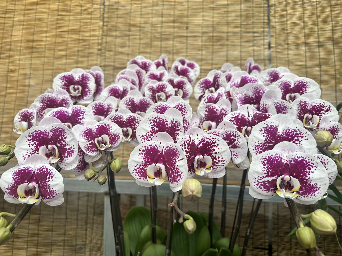 david_andrew123's tweet image. clivia miniata🌺🌺🌺🌺🌺