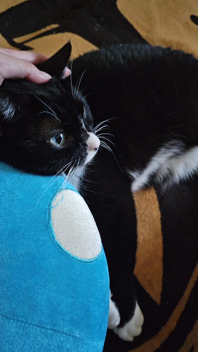 いちごねこ (@berrycat_628) / Posts / X