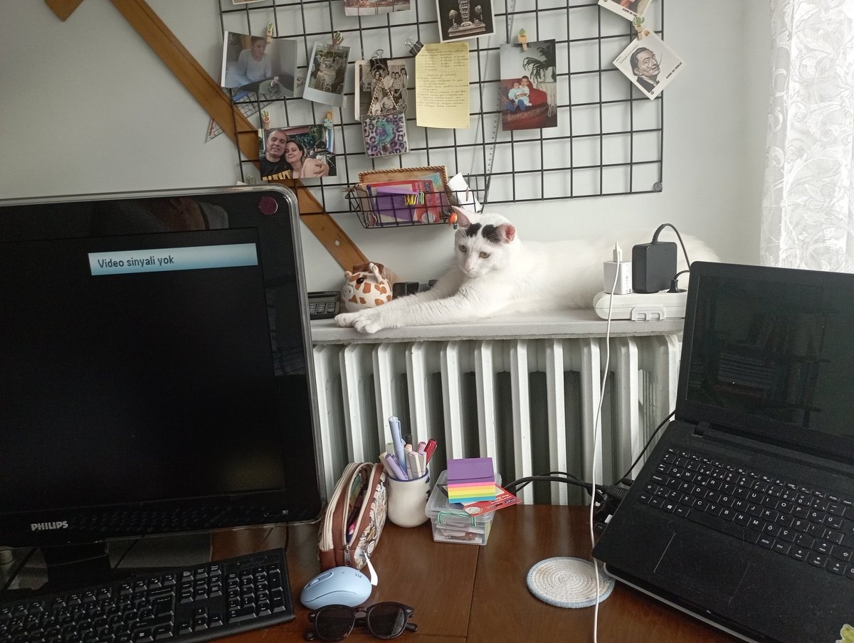 Günaydın, 
💜 Kediniz var ise her yerde arasanız bile en saçma yerde bulursunuz