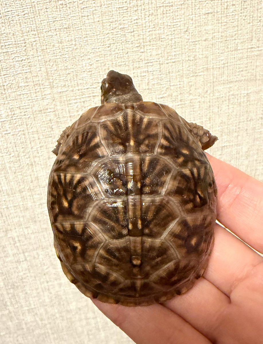 ⭐︎カメ⭐︎ Endlesszone_エンドレスゾーン_ on X