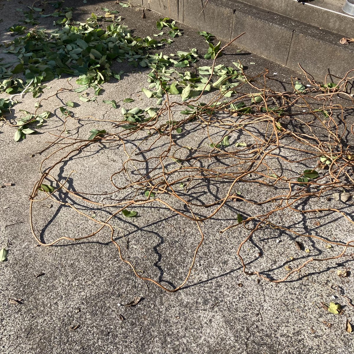 切り取ったアケビの蔓をほどいていた。 去年採った蔓もたくさん