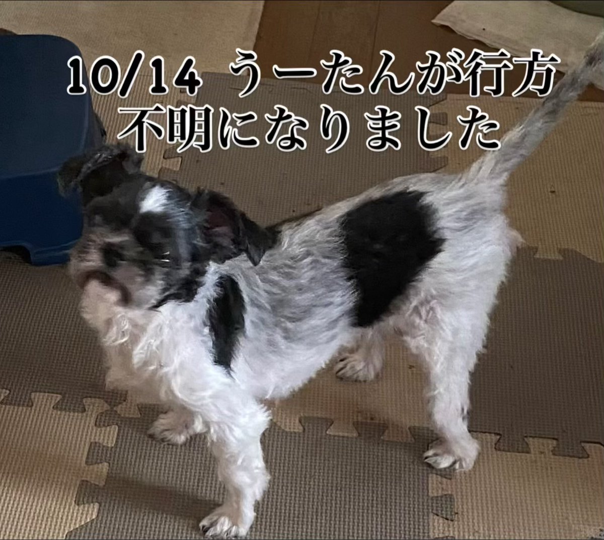 gh_shi's tweet photo. うーたんが居なくなって40日目。
目撃情報も何も手掛かりなし。
家の中も何度も捜した。家から出られる状況でもなかった。
どうなってるの？
何処にいるの？
神隠しにあったみたい。
うーたん、会いたいよ。
もう一度抱っこしたいよ。
お母さんの顔舐めてよ。 https://t.co/AL8KyzbSKS