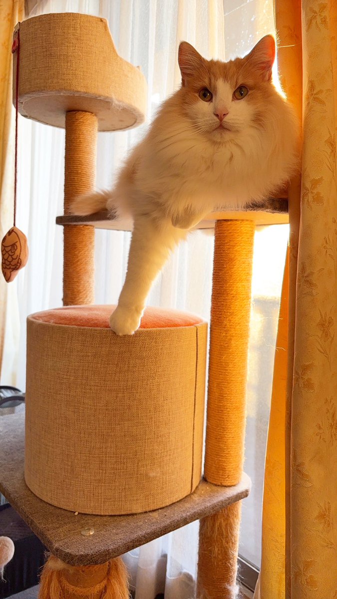 ぺーちゃんのママ (@pechannoma56368) / Posts / X