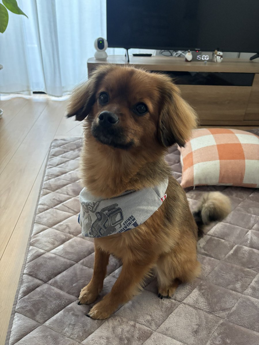 洗濯物を畳んでいる途中に奪った息子のパンツが相当気に入ったみたい