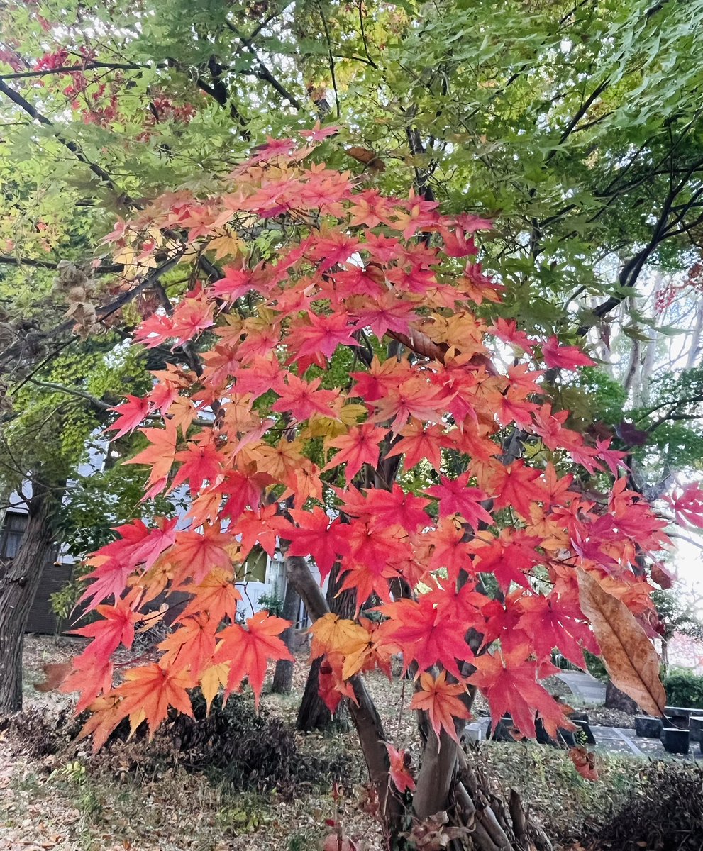 cucumber_man551's tweet image. 紅葉とは現象である🍁