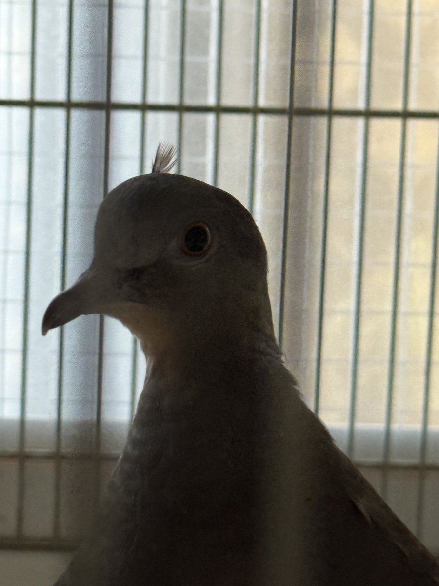 tocox's tweet image. え。お…るすば…ん……