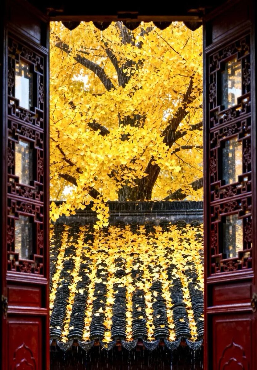 aishuzhan's tweet image. 窗影婆娑，框景成诗：探寻古建窗棂中的东方美学！