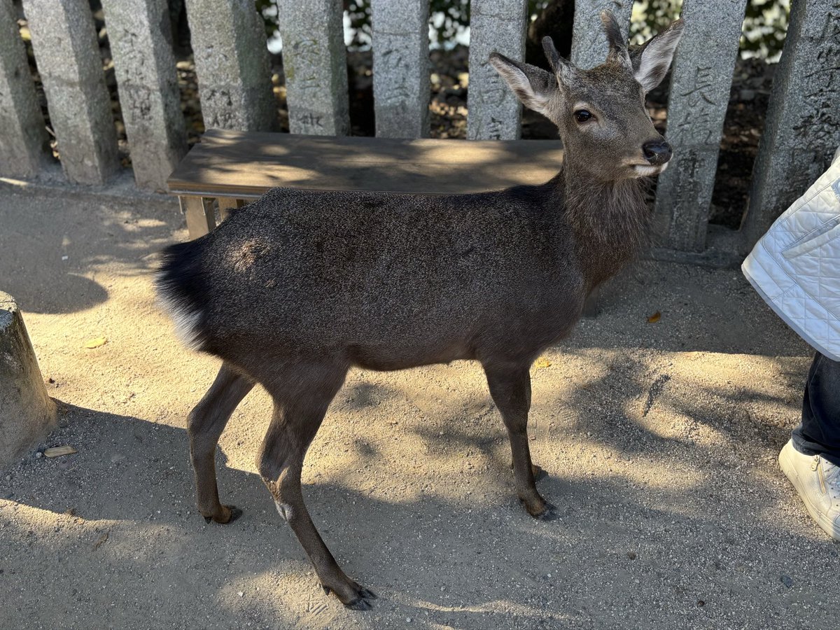 とりあえず鹿がなんか黒い。何で？めっちゃ黒い鹿🦌
