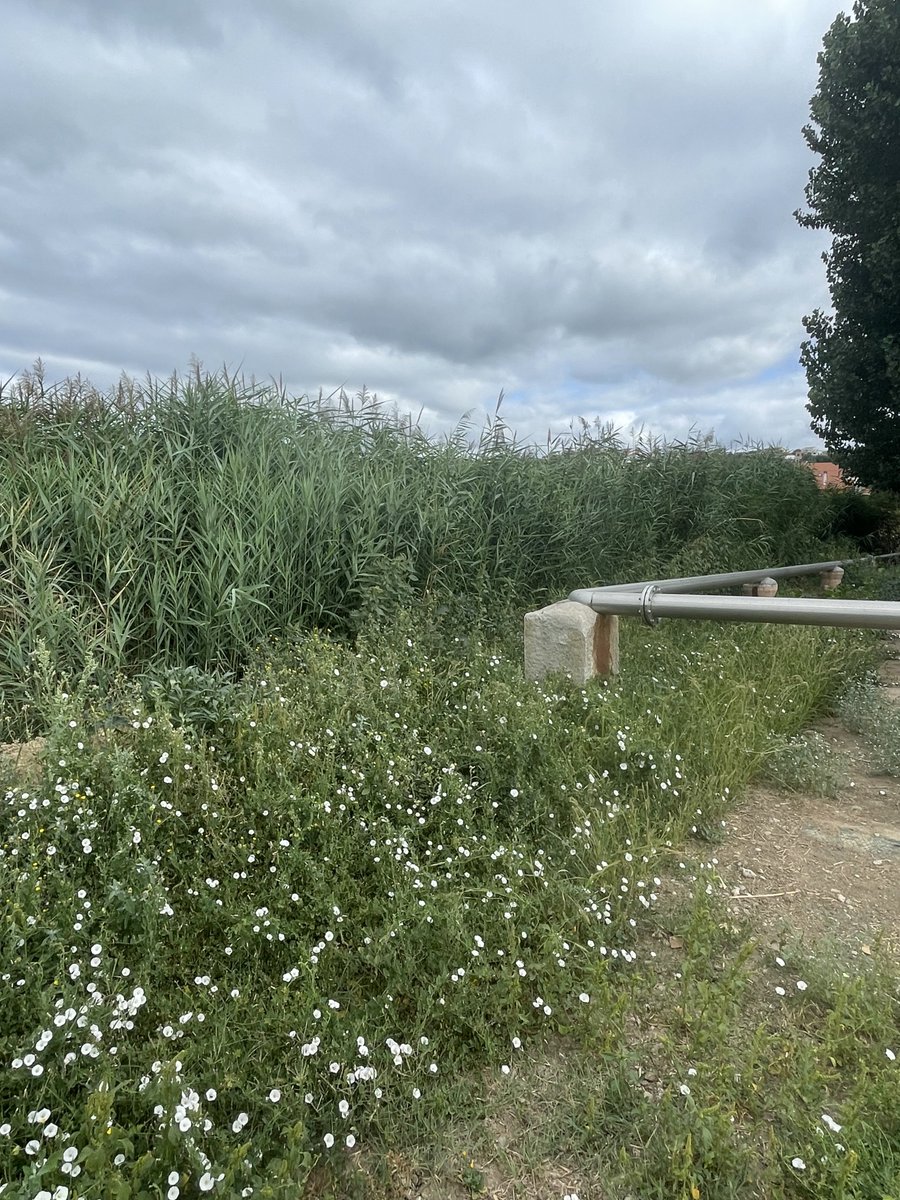 Nature-Based Solutions for Remote Areas!
Adivânia Silva, a PhD student from UFG, Brazil, has completed her internship at GeoBioTec <a href="/UBI_pt/">Univ. Beira Interior</a> . Optimising plant-based evapotranspiration basins to treat wastewater in remote areas.
#Waterreuse #SDG7 #Watermanagement #Greensolutions