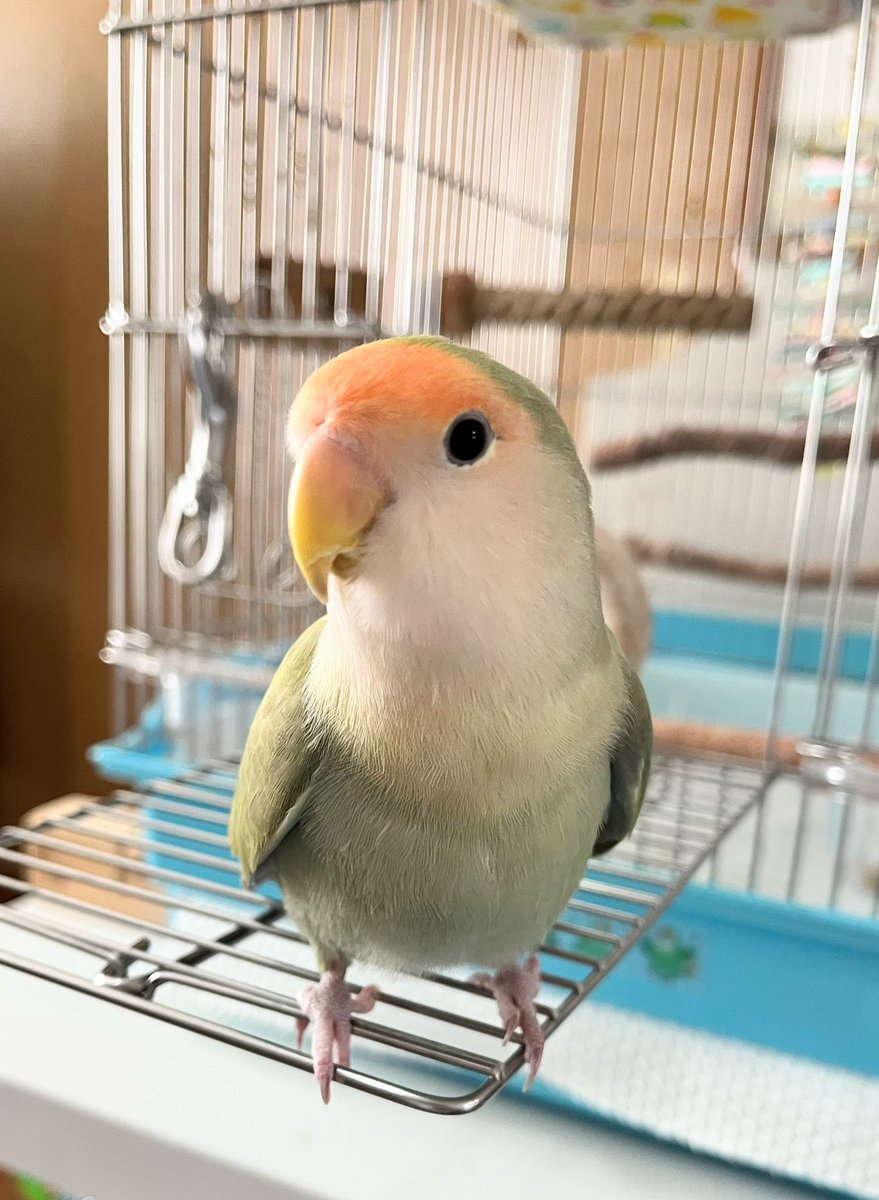 コザクラインコ
