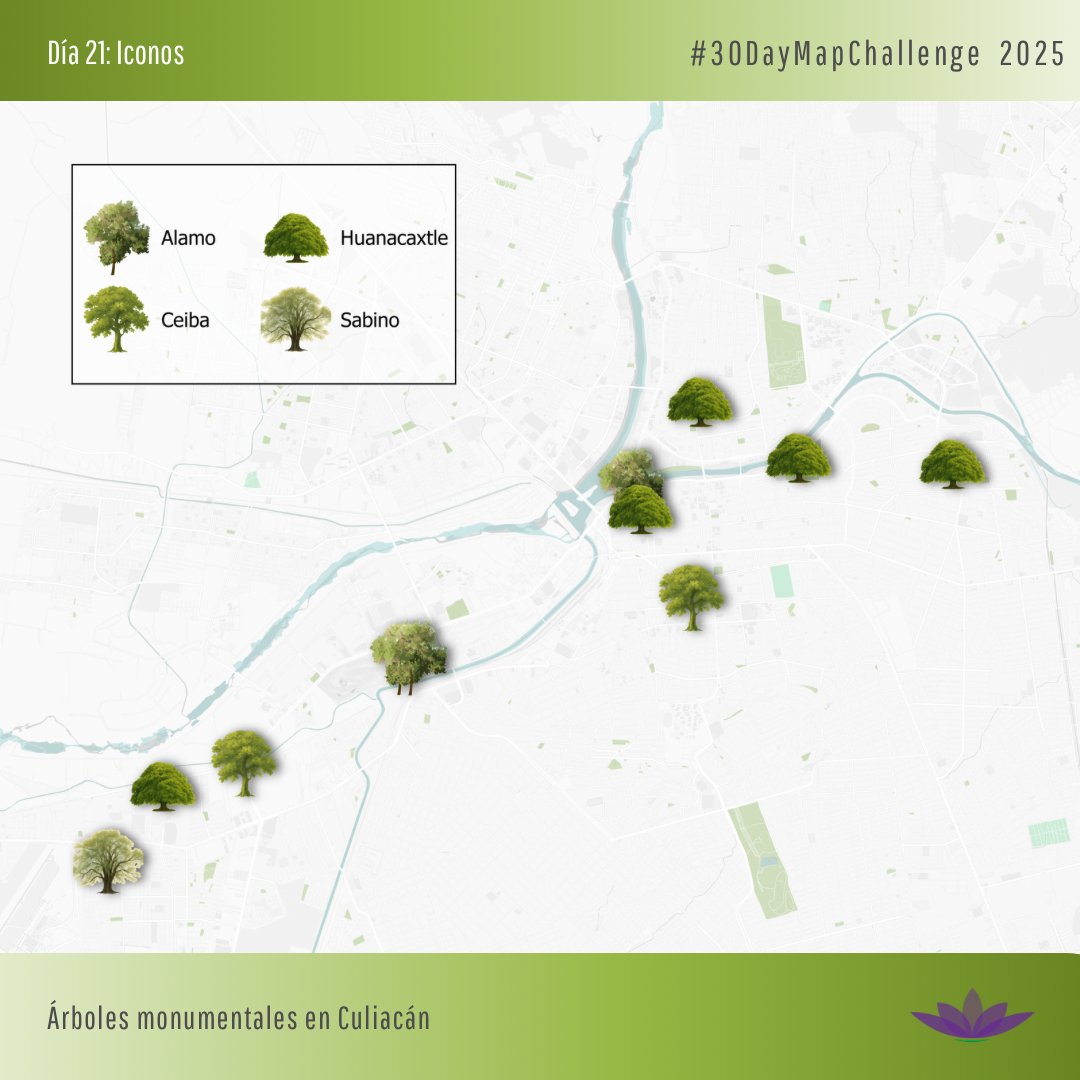#30DayMapChallenge
Día 21: Iconos | Arboles monumentales en Culiacán

Hay árboles que ya eran viejos cuando nuestros abuelos eran niños.

Son más viejos que nuestras historias y más fuertes que nuestro concreto.

Merecen estar aquí, cuidémoslos 🌳