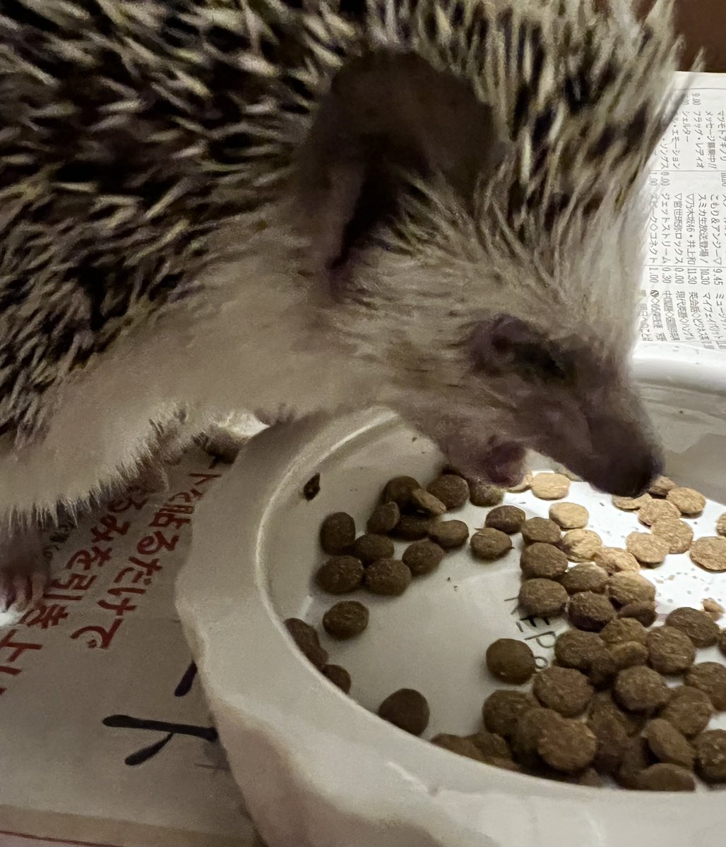 迷子と捨てハリネズミ救済ネット Save the Hedgehogs tweet media