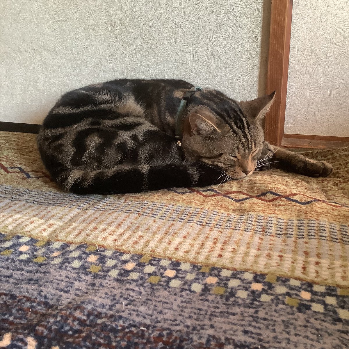 30分前は陽だまりだった

#猫のいる暮らし #アメリカンショートヘア