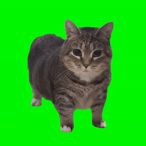 $OIIAOIIA thesis:
- if you showed this cat to anyone, they would know it
- the most popular current gen meme cat of the 2020s
- community has been here for over a year

This cat will never stop spinning and will be the #1 cat coin.