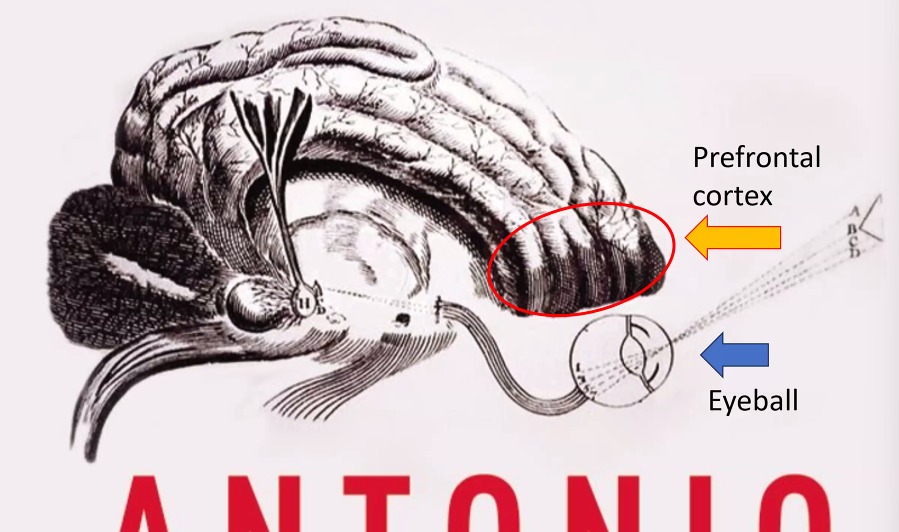 TestingRetreat's tweet image. A great illustration of how our brain processes what we see and turns it into thoughtful action.
#ATAGTR2025 #10th_Edition #VIRTUALCONFDAYS
@AgileTAlliance
@adigindia
@rajputabhay017
@Tietoevry
@QAMENTOR1
@ISquareIT
@SelectorsHub
@TheTestChat
@WS_Audiology
