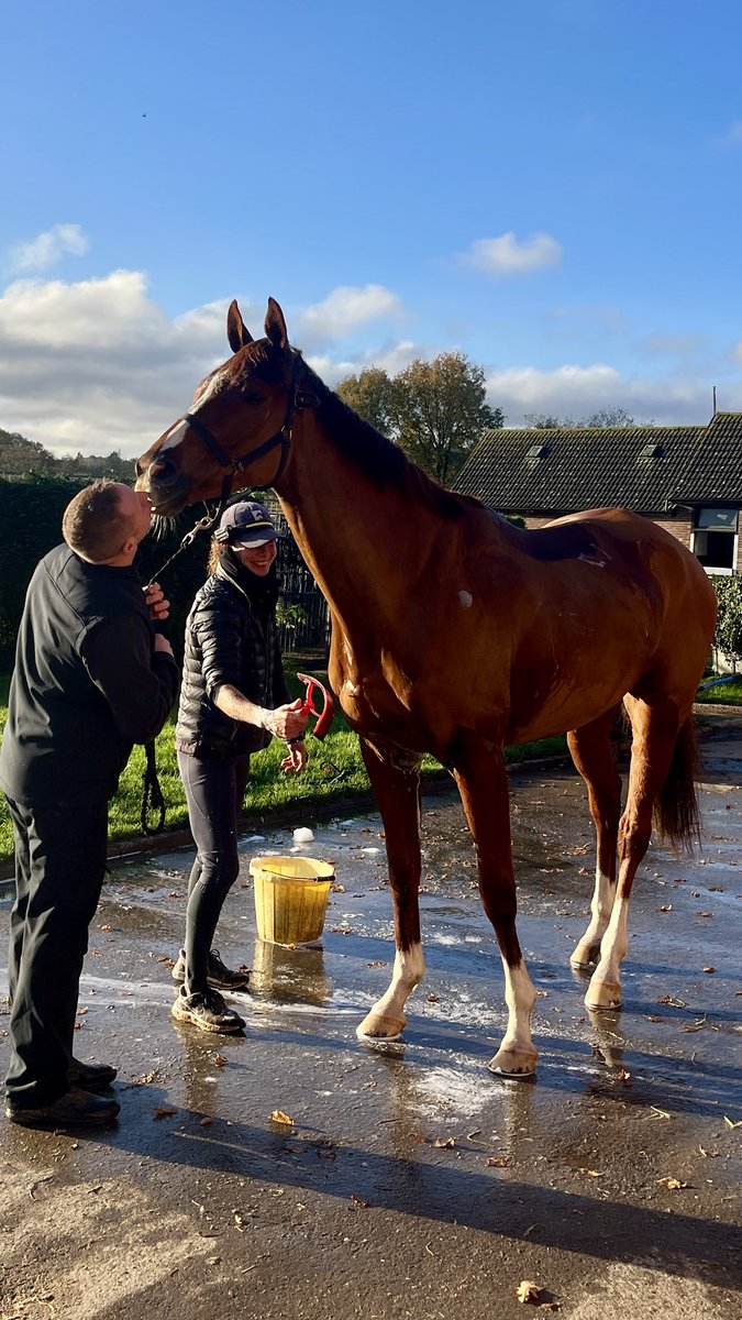 Everyonesgame - we all Love him here at Shovelstrode 💙🩷 #lovetheracehorse