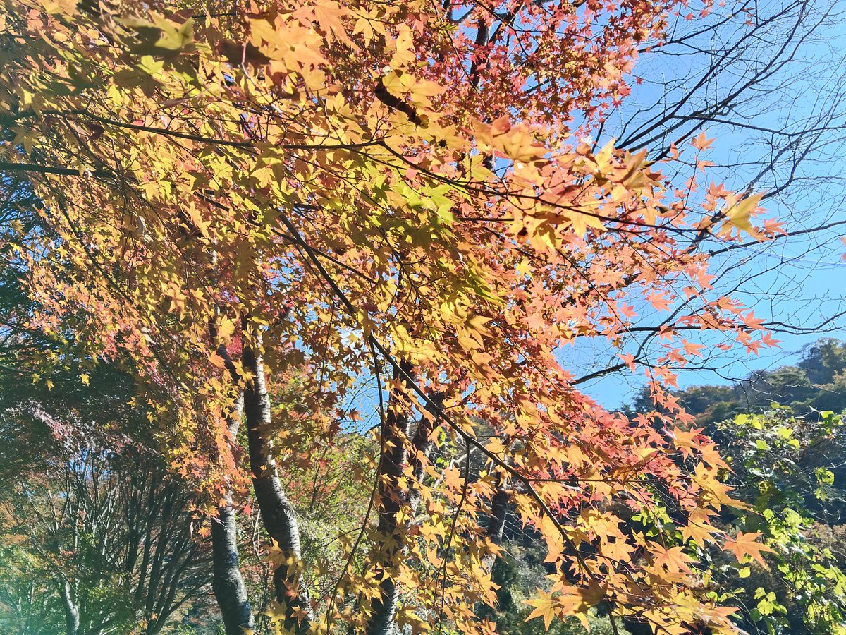 shinnji55's tweet photo. 六甲は今紅葉最高だなぁ https://t.co/8KkVGOjkWr
