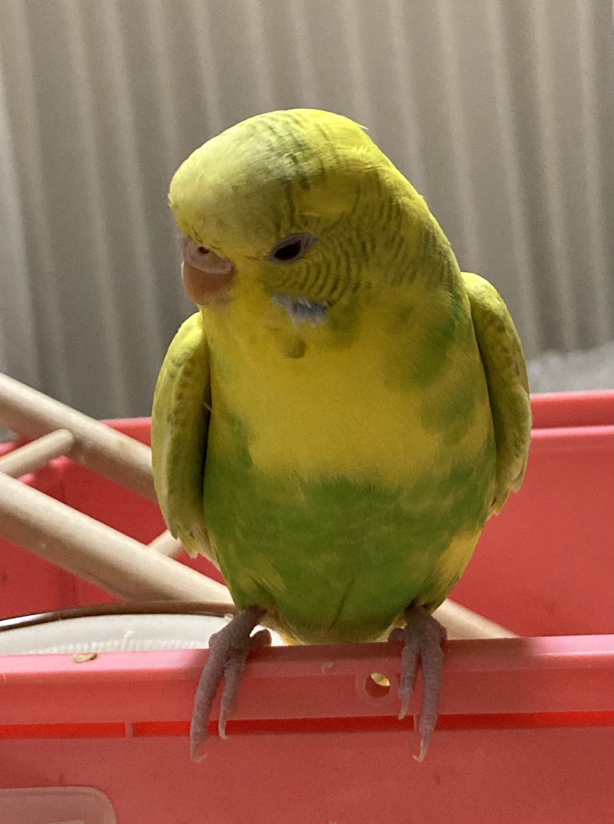 よろしくお願いします🙇‍♂️