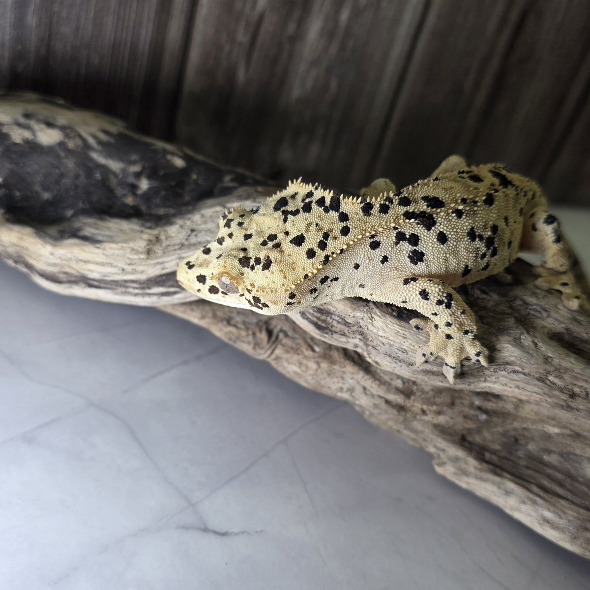 lonchan (@lonchankun) / Posts / X