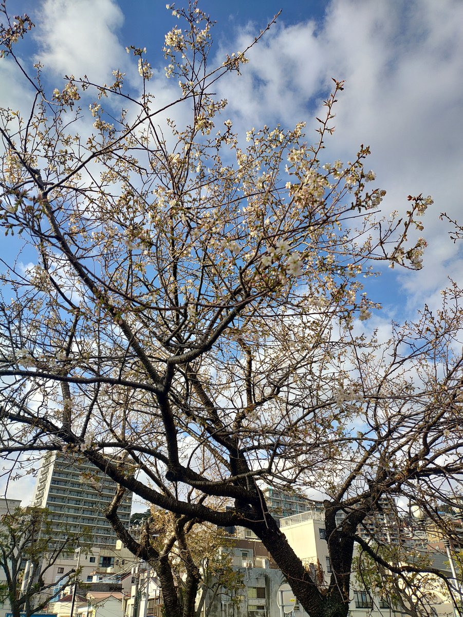 atsu_umi's tweet image. 写真は少し前の熱海親水公園第1駐車場脇のヒマラヤザクラ、朝方の快晴から一変し雲に覆われてきましたが、連日の好天で開花が進み、早くも2分咲き前後に達しています。
これから開花する蕾も膨らんでおり、早ければ明後日にも見頃入りしそうな雰囲気、写真に収める方も増えてきました。