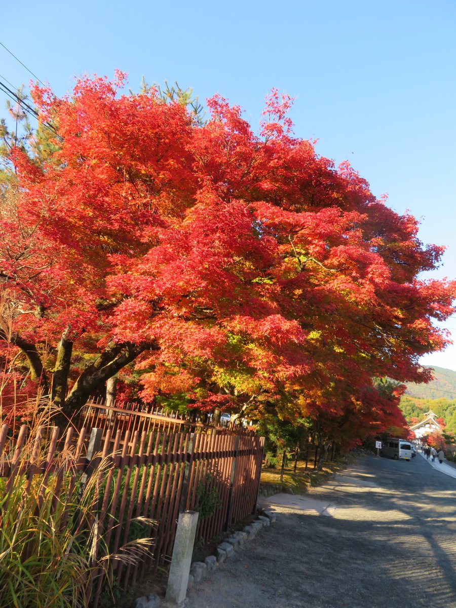 hitomihcx's tweet photo. enryu temple/天龍寺/2025.11.22
紅葉は見頃です(^_^)v
#Kyoto #京都 #arashiyama #嵐山
#TenryuTemple #天龍寺
#NearbyTemple #近所の寺
#WorldHeritage #世界遺産
#NearbyWorldHeritage #近所の世界遺産
#AutumnLeaves #紅葉
#SilverGrass #ススキ #すすき
#lotus #蓮 #ハス https://t.co/t1D5stVfgB