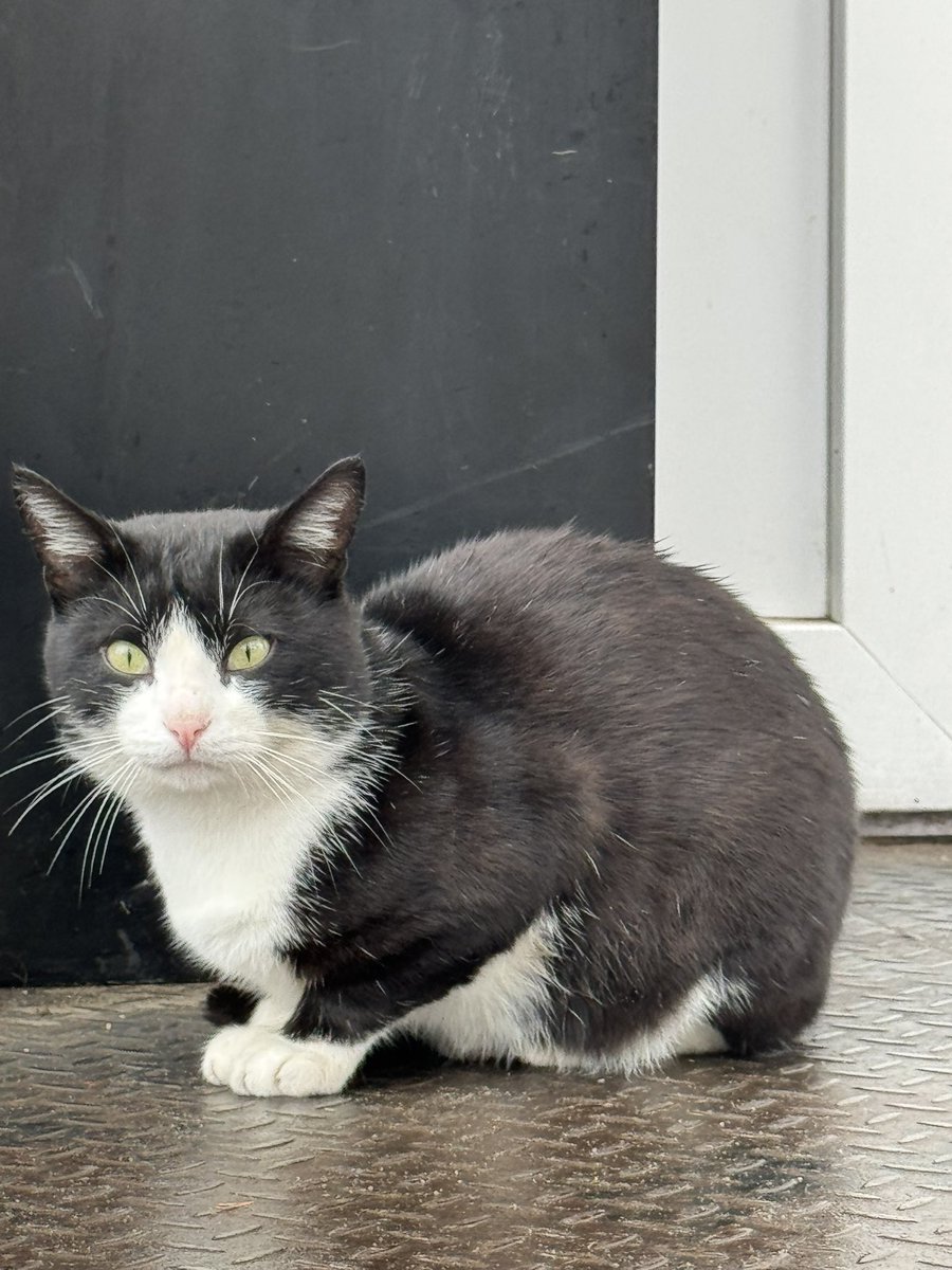 maxcocoabean's tweet image. Киці Харківщини 😻

Донецька селищна та Зміївська міська громади