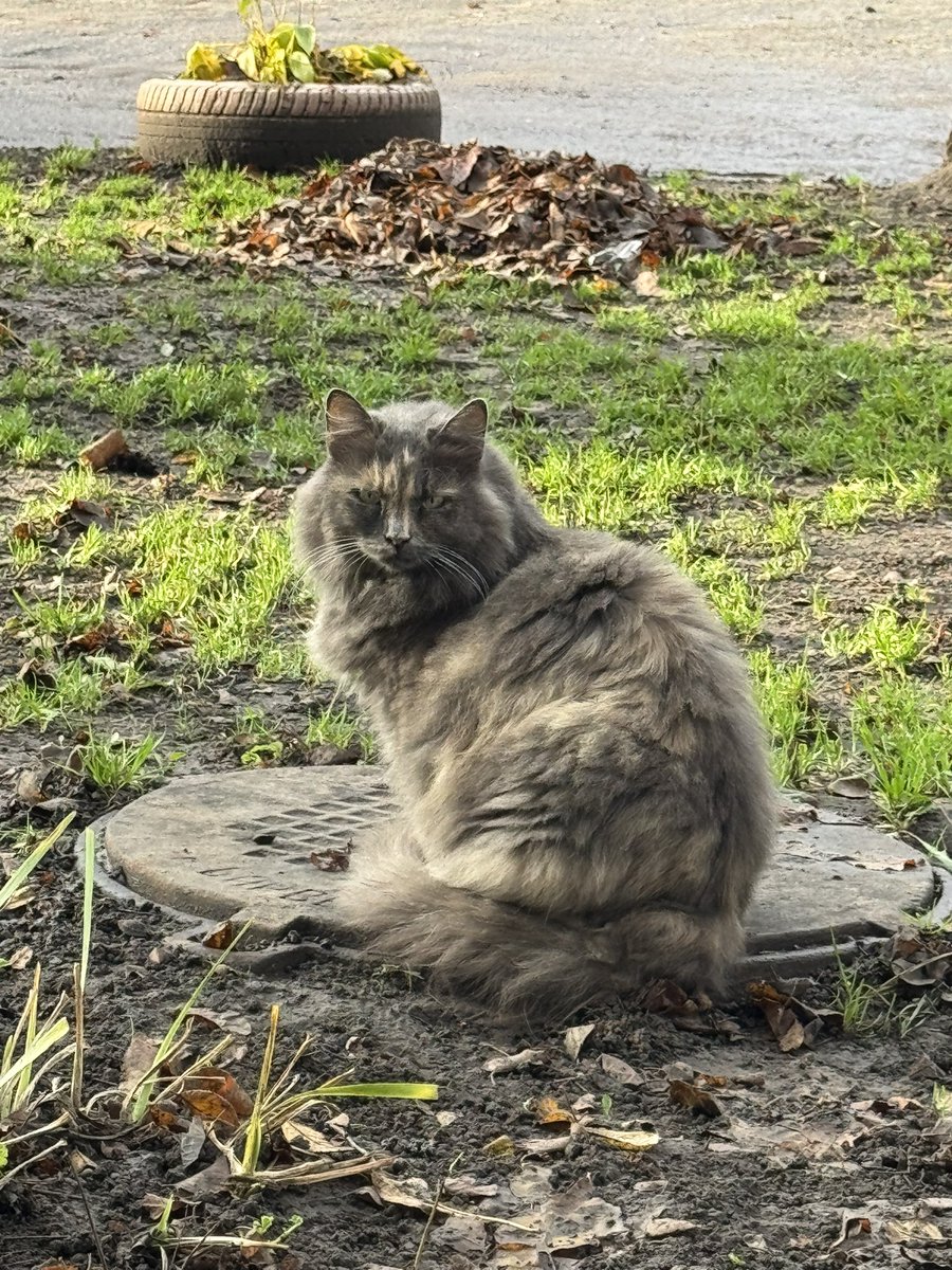 maxcocoabean's tweet image. Киці Харківщини 😻

Донецька селищна та Зміївська міська громади