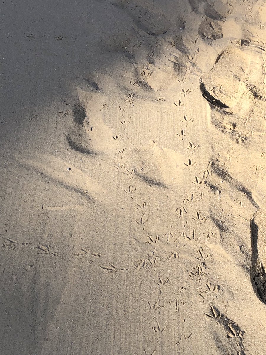 Birdprints