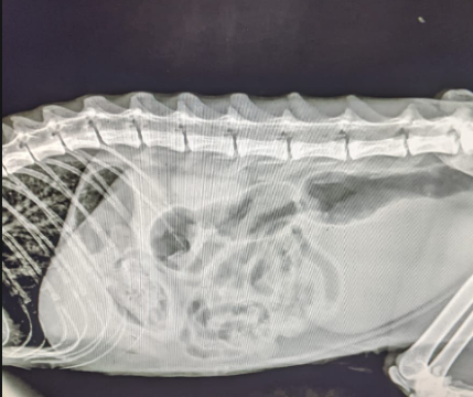 Soyshint's tweet photo. No me gusta hacer esto, pero no veo otra, si alguien le sobra un peso que pueda aportar para operar a hela, acepté operarla de urgencia, pero debo conseguir la plata antes de que termine el tratamiento con el doctor  y  realmente estoy bastante corto 
paypal: imshint@gmail.com https://t.co/LxoGoV2bfX