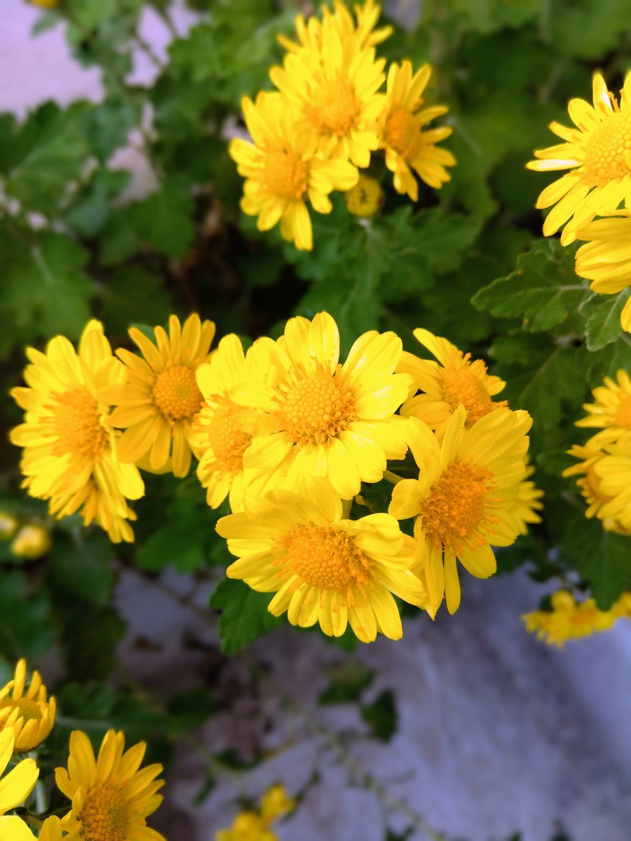 yYouW1TiFASjNpU's tweet photo. 『庭先に咲く花』

やわらかな
小春日和の
空の下
優しく愛でる
午後のひととき

素晴らしい皆様方へ

どうぞ健やかに、心穏やかな一時をお過ごし下さい😊

いつも本当に
ありがとうございます🍀 https://t.co/5x18RS1fQe
