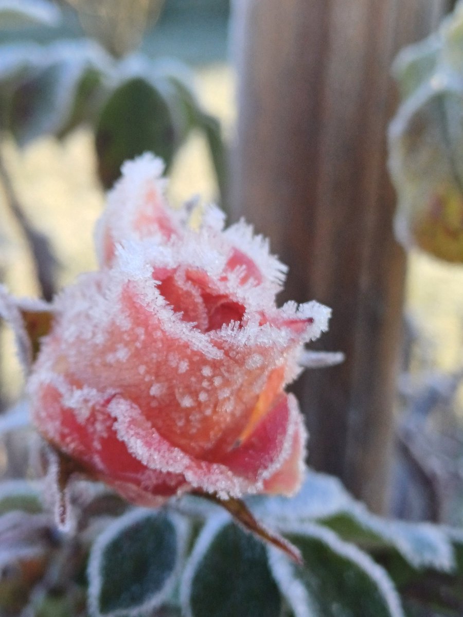 <a href="/FeeLerLing/">FeeLerLing</a> Neka ti dani budu obavijeni tihom čarolijom onom što se rađa kada se jutarnji mraz pretvori u svjetlucavi ogrtač oko ruže.
Neka ti dani  mirišu na toplinu, nježnost i malo bajke… baš onoliko koliko srce može da primi. ✨🌹✨
Dobro jutro draga FeeLerLing
❤️🐞🤍