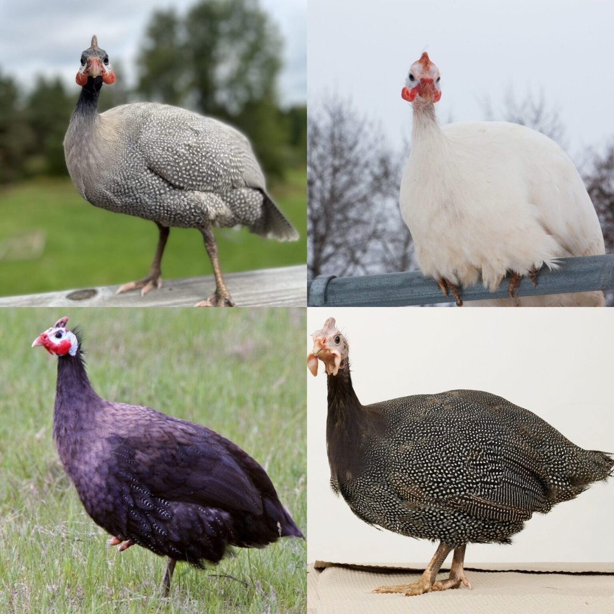 Interesting Fact you didn't know about Guinea Fowl 😎

- Guinea fowl are famous as the ultimate natural pest controllers on a farm, as they aggressively hunt and eat insects, ticks, slugs, spiders, and even small rodents and snakes.

- They are known as the “watchdogs of the