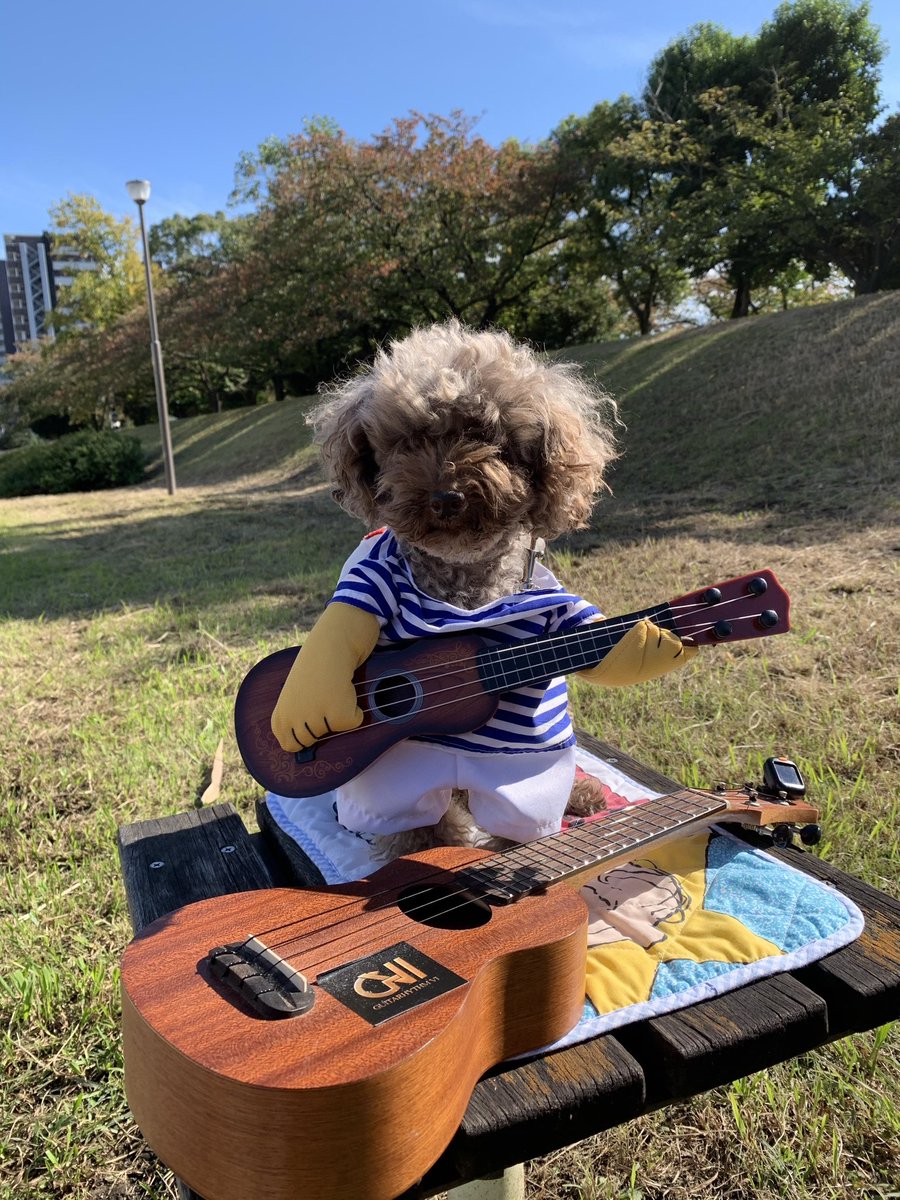 姫子がいた時は外でウクレレ練習してた日もあったんだ！今では絶対出来ない💦
1人でカフェには入れないのに姫子がいっしょだとドッグカフェ入れた☕️🍰1人って感じしなくてね。ベンチに乗せる時は必ずマット敷いてた！すぐボサ子になるのよ。ブラッシング嫌い過ぎて逃げるんだもん。