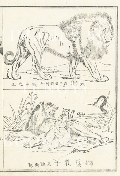 ライオンページ