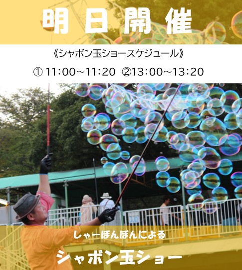 itozu_zoo's tweet image. 《イベント告知📣鑑賞無料》
明日（11/24）は、しゃーぼんぼんのシャボン玉ショーが芝生広場で開催されます✨
お見逃しなく😊
#到津の森公園 #ItozuZoo #しゃーぼんぼん #到津の森紅葉フェア