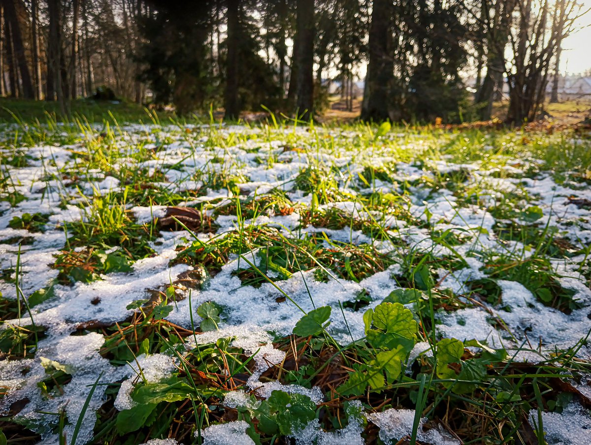 LatvianNature's tweet image. Viltus pavasaris Strenčos. ☘️🌷

#pavasaris #spring #nature #daba #naturephotography #latvija #latvia #lv #novembris #november