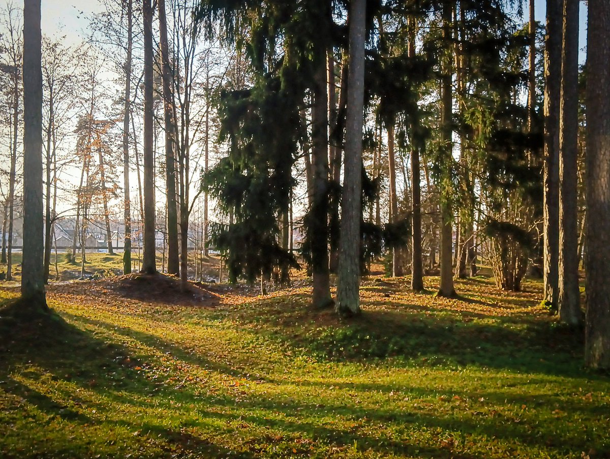 LatvianNature's tweet image. Viltus pavasaris Strenčos. ☘️🌷

#pavasaris #spring #nature #daba #naturephotography #latvija #latvia #lv #novembris #november