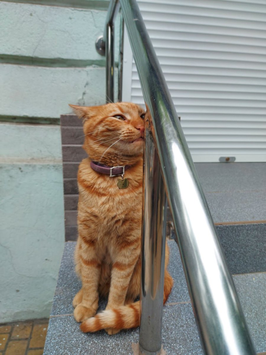 Катерина Галич tweet media