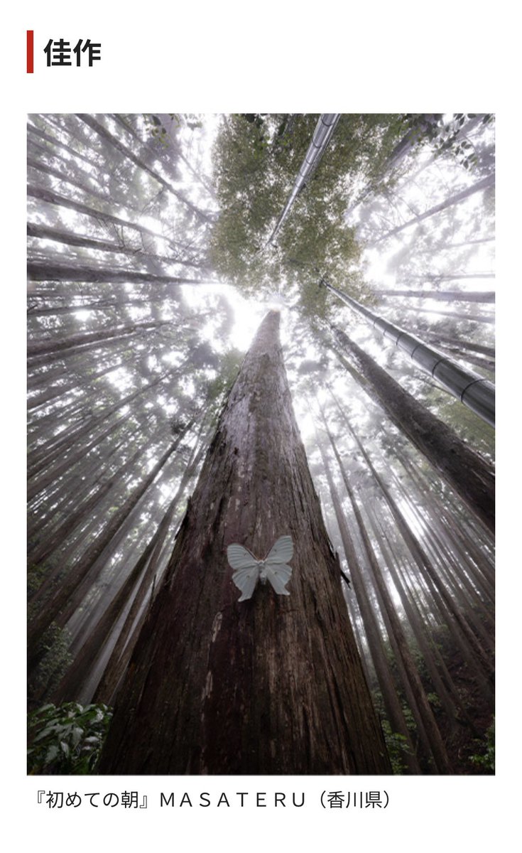 orthoptera_jp's tweet image. 生成AIの次は、標本を貼り付けた写真が入選したとか。しかもメーカー主催でこういうことが起きているというのだから、情け無い。